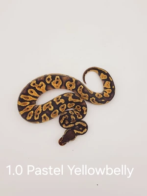 1.0-pastel-yellowbelly.jpg